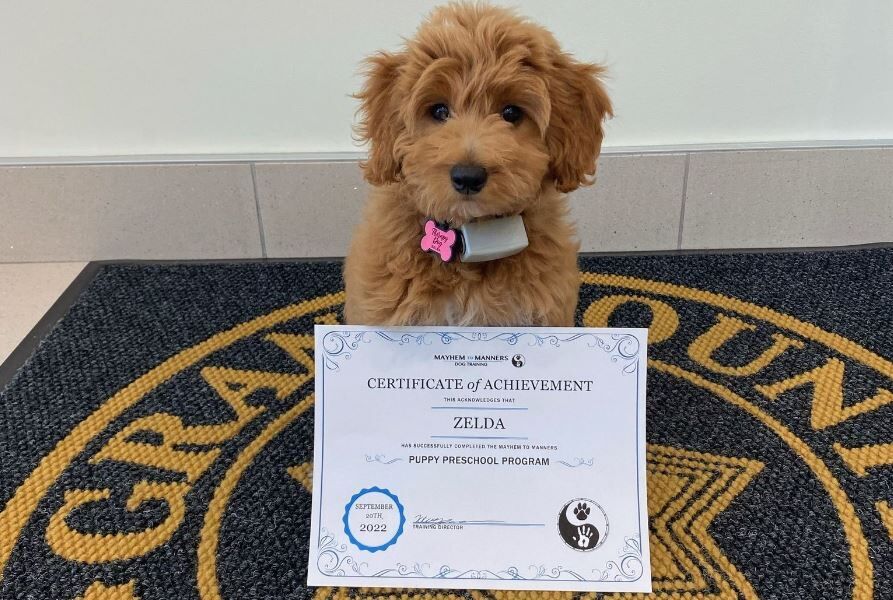 Zelda Grant County Therapy K9